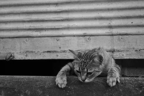 Kedi 4K Duvar Kağıdı · animals · 3840×2560