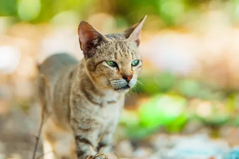 Wallpaper Kucing 4K · animals · 3840×2560