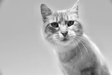 Wallpaper Kucing 4K · animals · 3840×2560