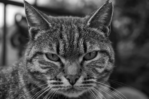 Katze 4K Hintergrundbild · animals · 3840×2560