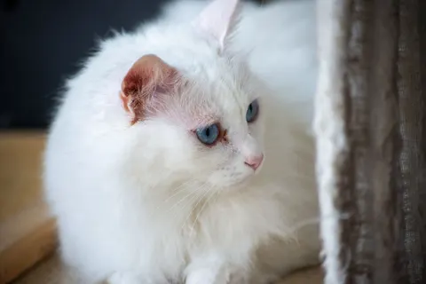 Cat 4K Wallpaper · animals · 3840×2563