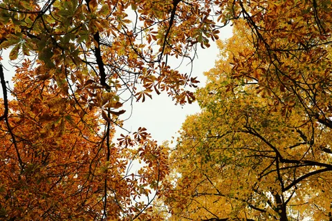 Wallpaper Jalan setapak hutan musim gugur 4K · autumn · 3840×2560
