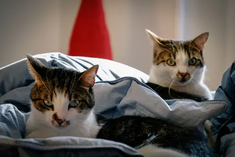 Fond d'écran Chat 4K · animals · 3840×2560