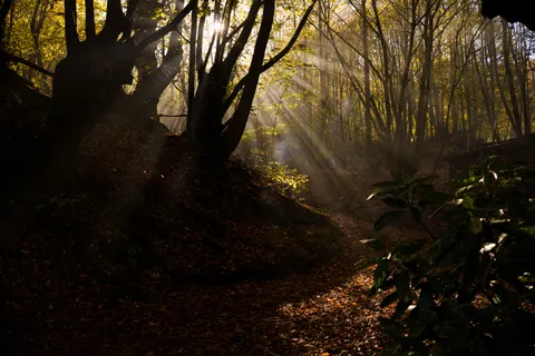 Hình nền Lối rừng mùa thu 4K · autumn · 3840×2560