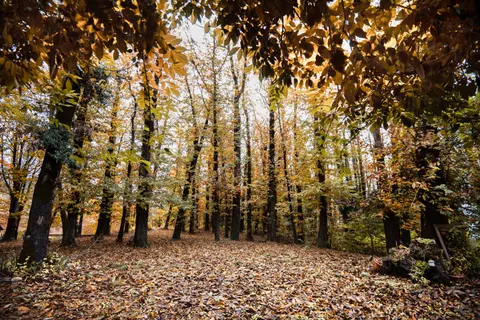 والپیپر مسیر جنگل پاییزی با کیفیت 4K · autumn · 3840×2563