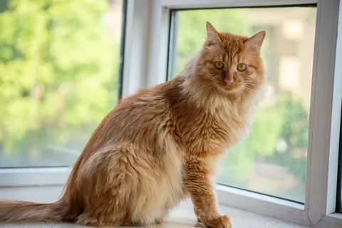 Fond d'écran Chat 4K · animals · 3840×2563