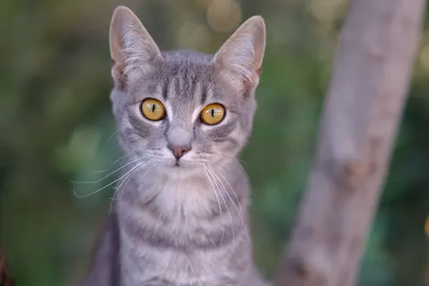 Обои Кот 4K · animals · 3840×2560