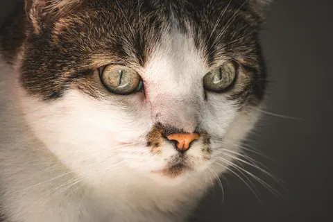 Katze 4K Hintergrundbild · animals · 3840×2560