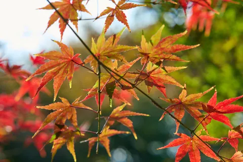 Sfondo Foglie d'acero autunnali 4K · autumn · 3840×2560