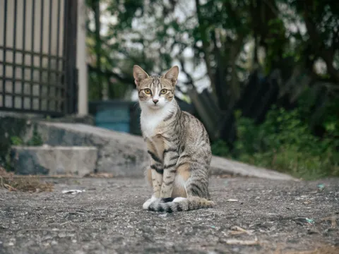고양이 4K 배경화면 · animals · 3840×2883