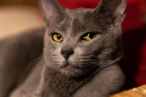 Wallpaper Kucing 4K · animals · 3840×2560