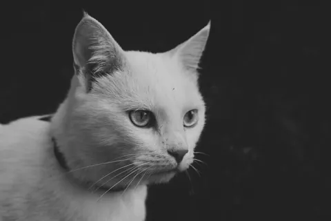 Katze 4K Hintergrundbild · animals · 3840×2560