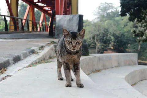 Katze 4K Hintergrundbild · animals · 3840×2560