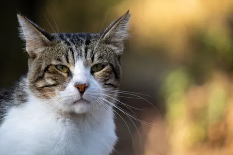Обои Кот 4K · animals · 3840×2560