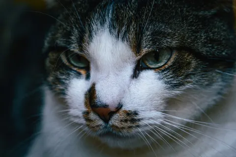 Wallpaper Kucing 4K · animals · 3840×2560