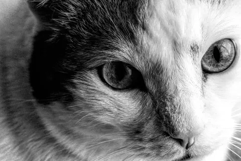 Kat 4K-achtergrond · animals · 3840×2558