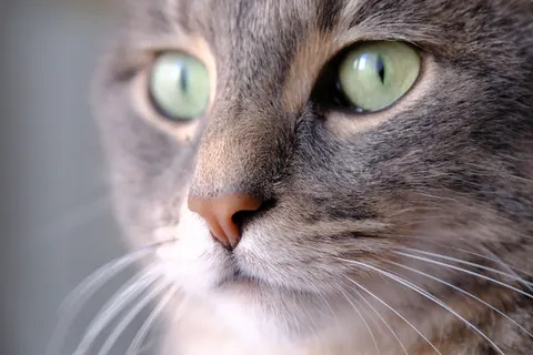 Kat 4K-achtergrond · animals · 3840×2560