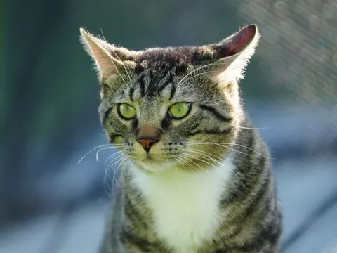 Kat 4K-achtergrond · animals · 3840×2882