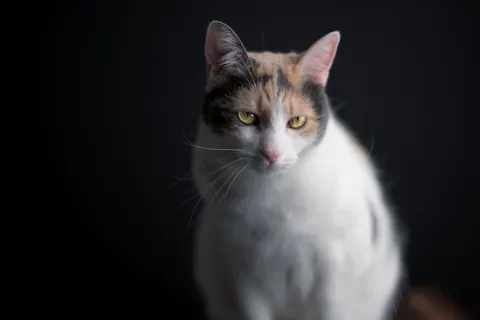 Fond d'écran Chat 4K · animals · 3840×2560