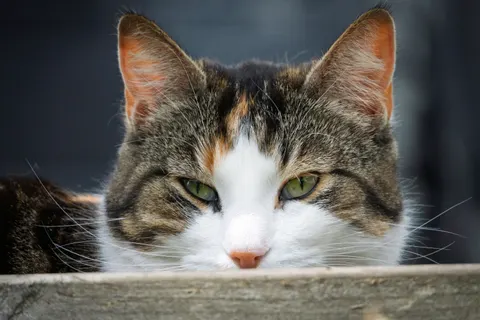 Cat 4K Wallpaper · animals · 3840×2560