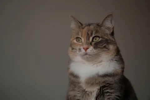 Wallpaper Kucing 4K · animals · 3840×2560