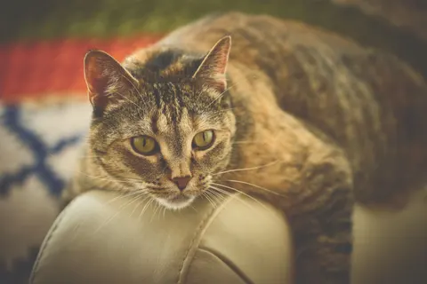 Fond d'écran Chat 4K · animals · 3840×2560