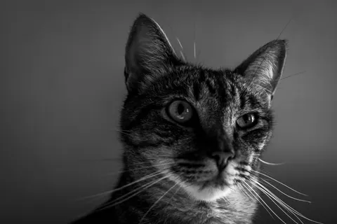 Cat 4K Wallpaper · animals · 3840×2560