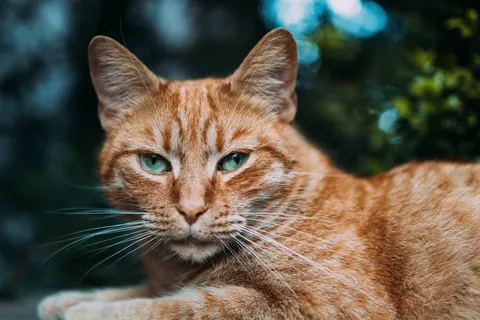 Sfondo Gatto 4K · animals · 3840×2560