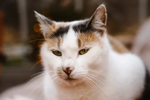 Kat 4K-achtergrond · animals · 3840×2560
