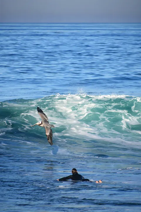 Surfing Phone Wallpaper · sport · 1440×2160