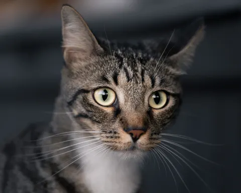 Fondo de pantalla Gato 4K · animals · 3840×3072