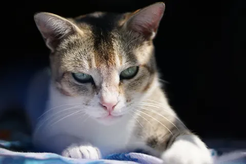 Katze 4K Hintergrundbild · animals · 3840×2560