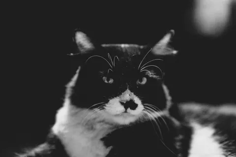 Kat 4K-achtergrond · animals · 3840×2560