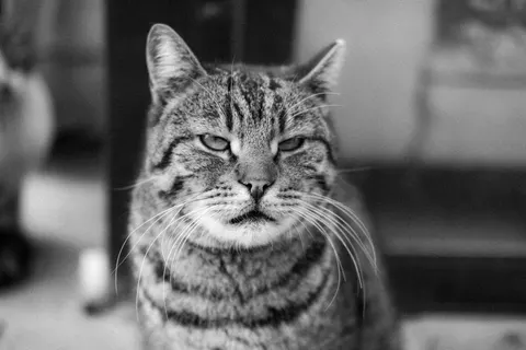 Katze 4K Hintergrundbild · animals · 3840×2560