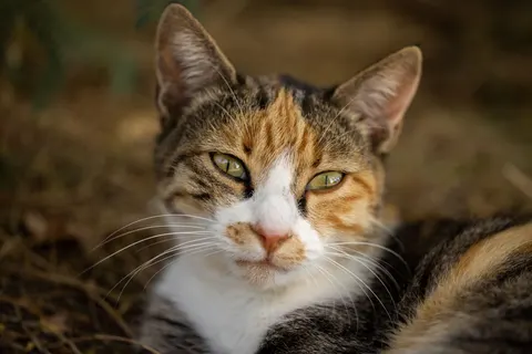 Katze 4K Hintergrundbild · animals · 3840×2561