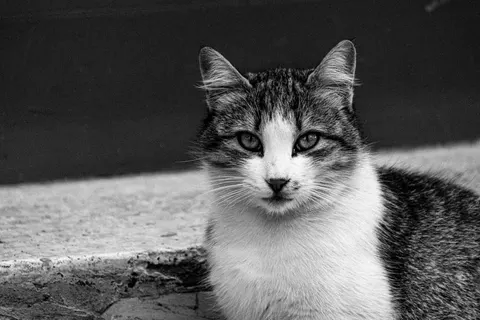 Cat 4K Wallpaper · animals · 3840×2560