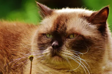Katze 4K Hintergrundbild · animals · 3840×2553