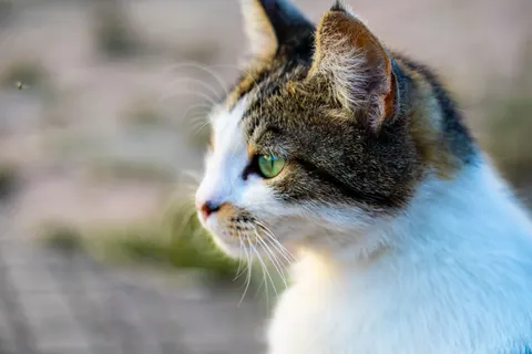 Kat 4K-achtergrond · animals · 3840×2560