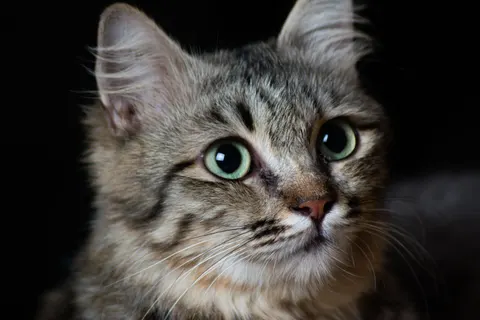 Katze 4K Hintergrundbild · animals · 3840×2560