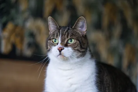 Cat 4K Wallpaper · animals · 3840×2565