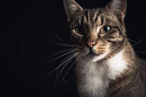 Sfondo Gatto 4K · animals · 3840×2560