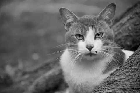 Wallpaper Kucing 4K · animals · 3840×2563