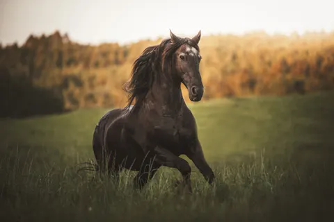Tapeta Koń 4K · animals · 3840×2560
