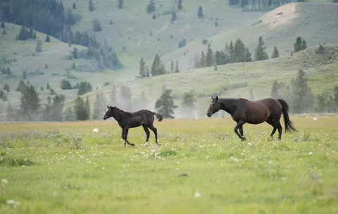Sfondo Cavallo 4K · animals · 3840×2430