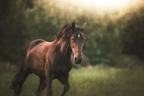 Wallpaper Kuda 4K · animals · 3840×2560