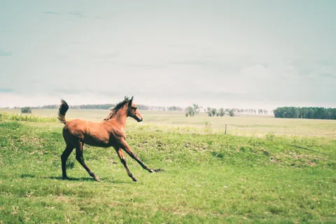 Tapeta Koń 4K · animals · 3840×2560
