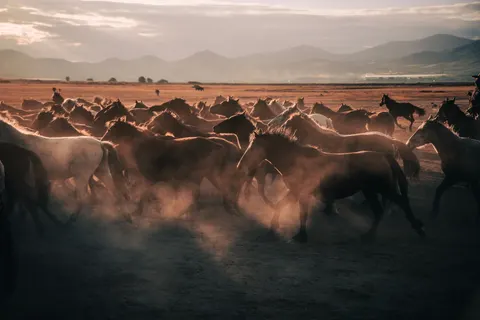 Papel de parede Cavalo 4K · animals · 3840×2560