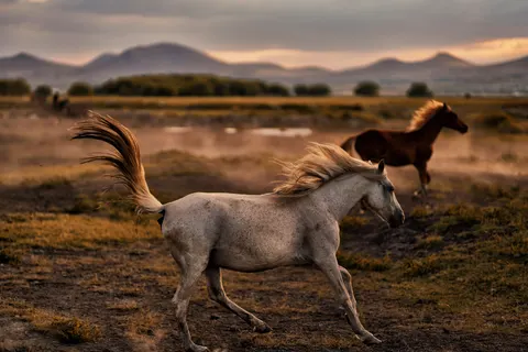 Tapeta Koń 4K · animals · 3840×2561