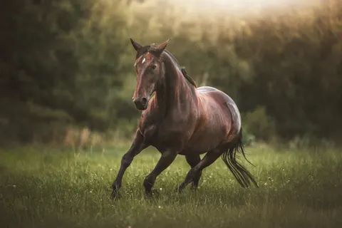 Tapeta Koń 4K · animals · 3840×2560