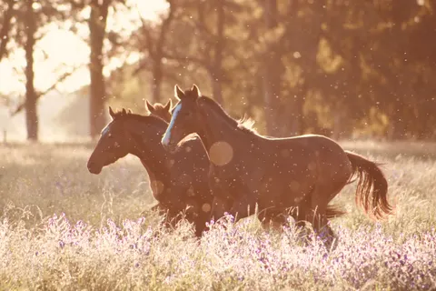 At 4K Duvar Kağıdı · animals · 3840×2560
